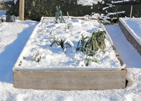 Winter Flower Bed Stock Image Image Of Plants Wooden 83607557