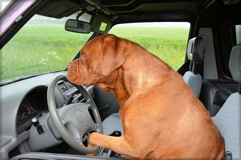 Car Sickness In Dogs Why It Happens And How To Help