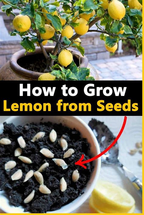 How To Grow Lemon From Seeds How To Grow Lemon Growing Lemon Trees