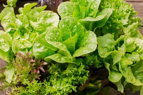 Lettuce Plant Care And Growing Guide