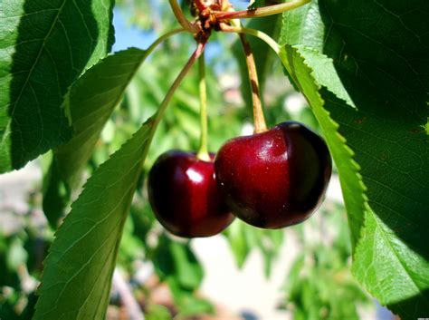 Growing Cherries In Container Easy Tips By Nature Bring Naturebring