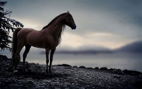 Horse Android Iphone Desktop Hd Backgrounds Wallpapers 1080p 4k