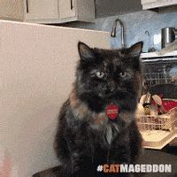 Although i took it lightly when it first happened, as time progressed, i got curious and just a little concerned as to why this was happening. Happy Cat GIF by truth - Find & Share on GIPHY
