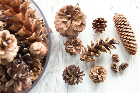 Assorted Pine Cones 100 Bulk Natural Untreated Sanitized Etsy Canada