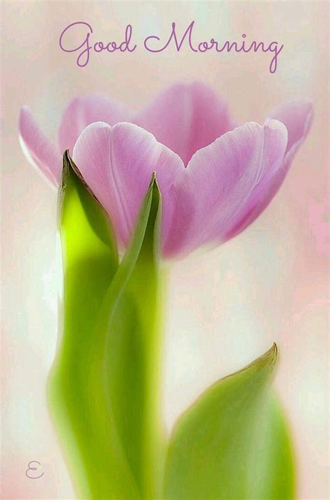 Good Morning 🌸 Beautiful Flowers Tulips Flowers Flowers Photography
