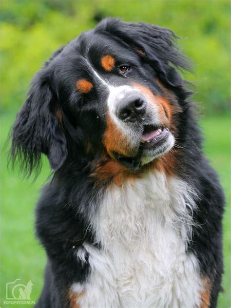 Bernese Mountain Dog Dog Breeds Pictures Mountain Dogs