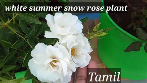 Summer Snow Rose Plant Floribunda Rose Garden Life Creation Youtube
