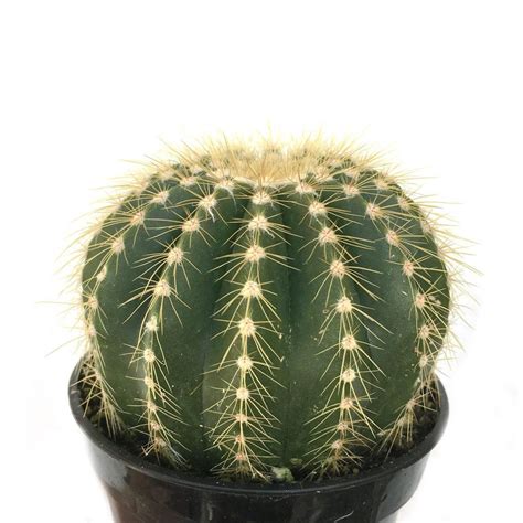 Take cactus photo shape balloon decor foil large party wedding supplies birthday. Notocactus magnificus 'Balloon Cactus' - Leaf & Clay