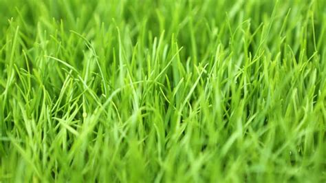 Grass Identification Guide Do You Know Your Grass Type Lawnstar