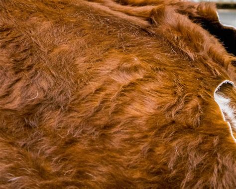 Hair On Cowhide Leather Its Qualities And When To Use It