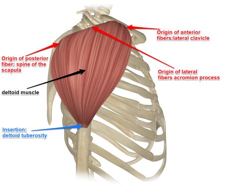 The Deltoid Muscle Get The Basic Facts About It