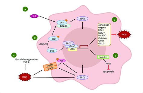 Activators And Effectors Of Nrf2 Signaling Pathway Following Ir