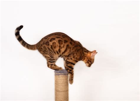 Premium Photo Bengal Domestic Cat Jumping From Scratching Posts On