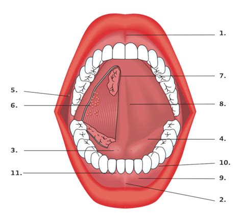 Floor Of Mouth Anatomy Review Home Co