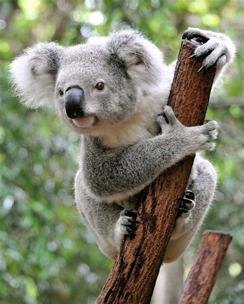 Koalas Are Now Officially Endangered Species In Australia Australia