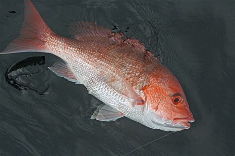 Alabama Anglers Stay Within Red Snapper Quota