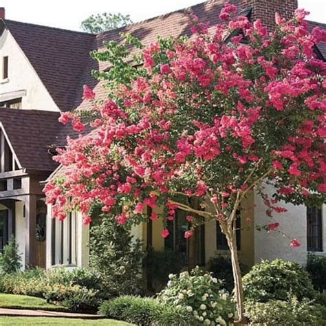 Ornamental Trees For Planting Close To Houses Beautiful Flowers