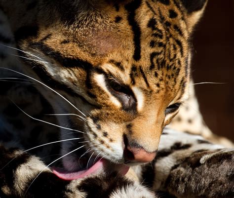 Facts About The Beautiful Ocelot Cat Leszer