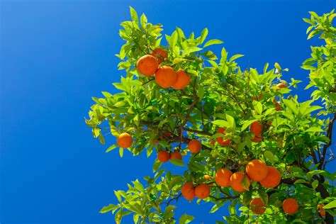 Growing Oranges Free Stock Photo Public Domain Pictures