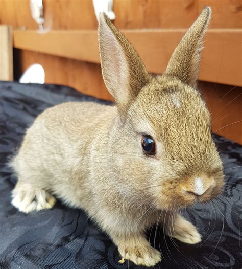 Dwarf hotots can be indoor or outdoor rabbits. Netherland dwarf rabbits | Worcester, Worcestershire ...