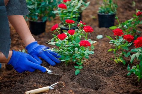 Preparar Tu Jardín De Rosas Para La Primavera Armony