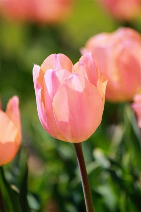 42 Different Types Of Tulips For Your Gardens
