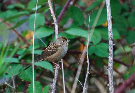 Nw Bird Blog Golden Crowned Sparrow