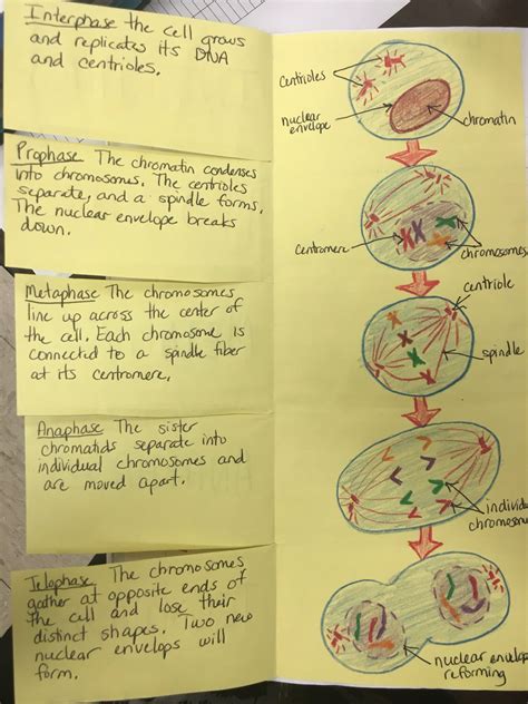 Check spelling or type a new query. Mitosis foldable by Cthomasbiology | Science cells ...