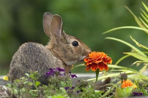 Rabbit Smelling A Marigold Wildlife Photography Wildlife Photography