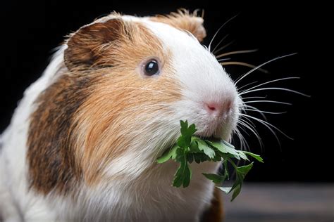 What Foods Do Guinea Pigs Eat Supreme Petfoods