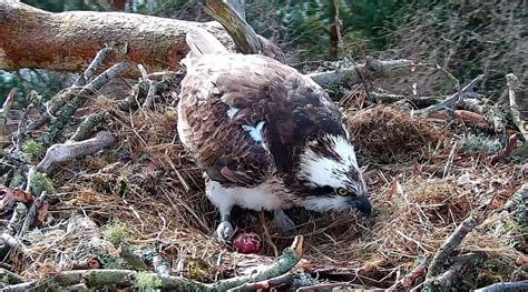 First Egg Of The Osprey Season Scottish Wildlife Trust