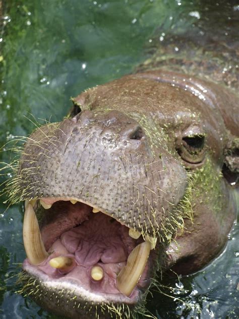 Hipopótamo Que Muestra El Mandíbula Y Los Dientes Enormes Imagen De