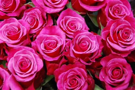 Flores Rosas Bouquet Foto Gratis En Pixabay