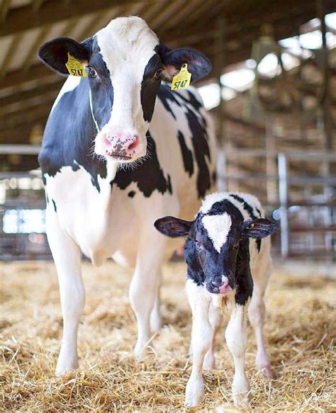 Holstein Friesian Cows Livestock Cattleoman Price Supplier 21food