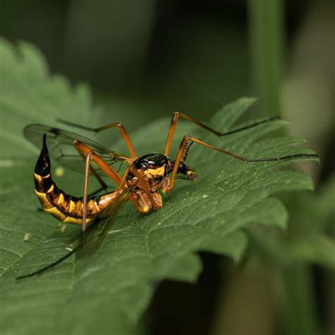 Giant Wasp Mimic Crane Flies In The Genus One Nice Bug Per Day