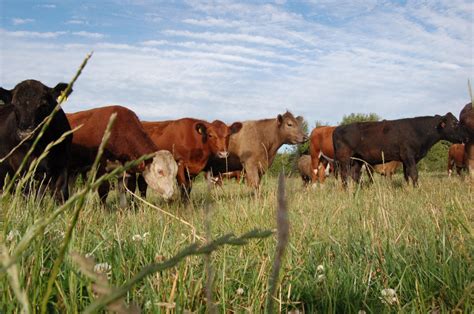 Free Images Animals Bovine Pasture Grazing Grassland Herd Dairy