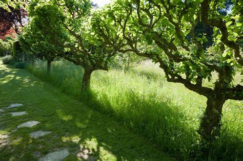 Wholesale Mature Fruit Trees | Kingsdown Nurseries