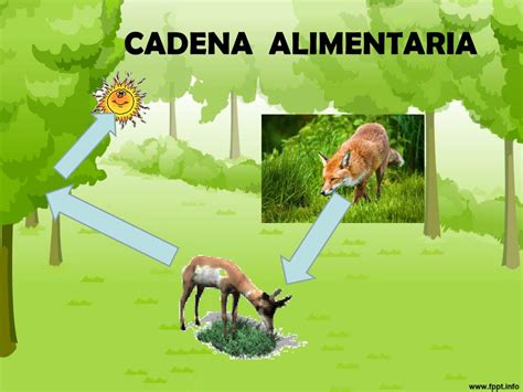 Ppt Cadena Alimentaria Powerpoint Presentation Free Download Id