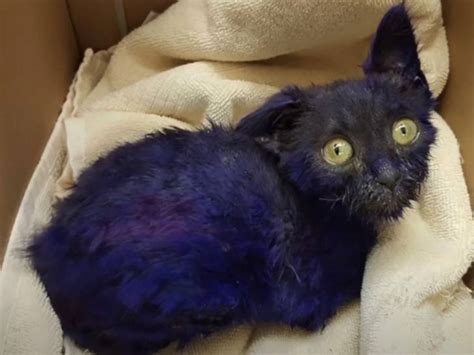 Smurf Le Chat Violet Qui En A Vu De Toutes Les Couleurs Vidéo