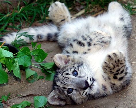 This Snow Leopard Cub Would Like A Belly Rub Please Baby Snow Leopard