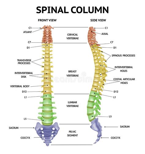 Printable Spine Diagram With Labels The Vertebral Column Anatomy And