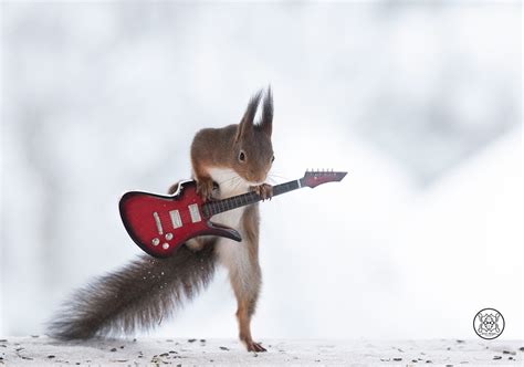 Red Squirrel Holding A Guitar Red Squirrel Is Holding A Gu Flickr