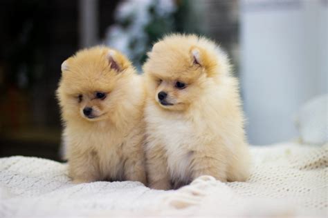 Where To Find Very Small Dog Breeds For Sale Furry Babies