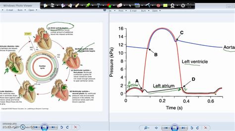 Wiggers Diagram And The Cardiac Cycle Youtube