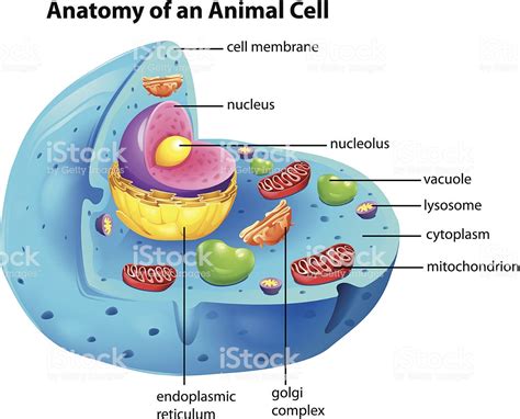 Celula Animal Y Sus Partes La Celula Vegetal Y Animal Y Sus Partes