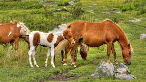 How To See The Wild Ponies At Grayson Highlands State Park In Virginia