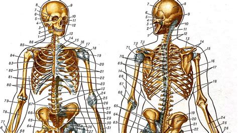 Анатомия скелет человека в картинках с описанием