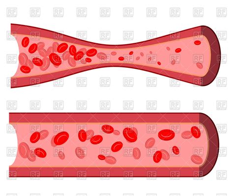 Blood Vessel Clipart Clipground