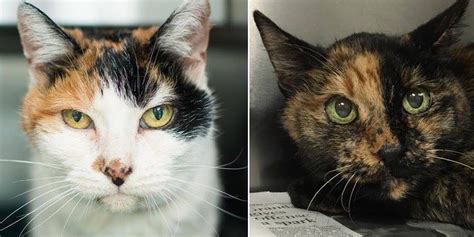 Couple Adopts Two 21 Year Old Bonded Cats So They Can Spend Their