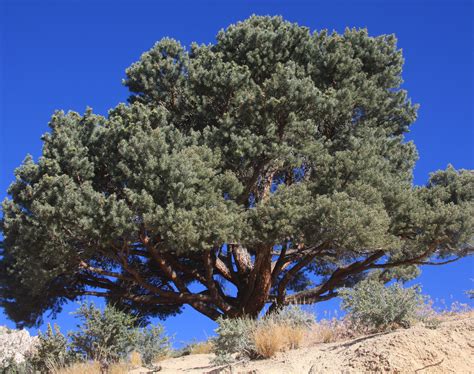 Humble Piñon Trees May Have Key Role In Western Water Cycles Capitals